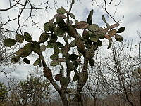 RG016 0468 Opuntia excelsa.jpg