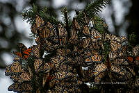 IDG1854 Danaus plexippus.jpg