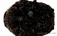 LHR0004 Neochlamisus bimaculatus.jpg