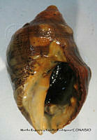 MRyRR371 Thais brevidentata.jpg