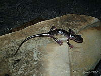 LCM0026 Chiropterotriton magnipes.jpg