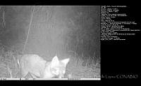 FJBL0107 Urocyon cinereoargenteus.jpg