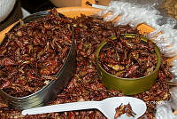 3R00704 Sphenarium purpurascens.jpg