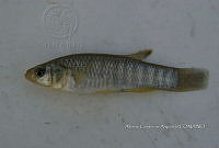 HE009 P 0220 Fundulus grandis.jpg