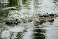 IMDOC0974 Crocodylus moreletii.jpg