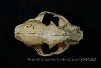 VMS-CD0045 León americano.JPG