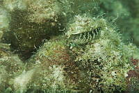 IDG1576 Malacoctenus sp..jpg