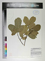 JAdNV0380 Quercus obtusata.JPG