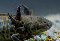 IMDOC2243 Ambystoma andersoni.jpg