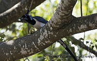 AAKVDH 0001 Cyanocorax colliei.JPG
