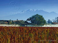 EL0014 Amaranthus sp..jpg