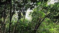 UM002 S0032 Rhizophora mangle.jpg