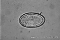 KT018 0068 Cocconeis placentula.jpg