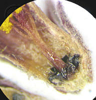 SL1596 Jatropha dioica.jpg