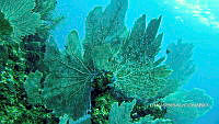 NE018 0368 Acropora palmata.jpg