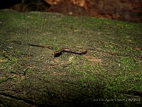 JLAL0090 Thorius minydemus.jpg
