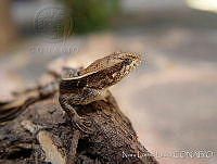 NLL0075 Sceloporus siniferus.jpg