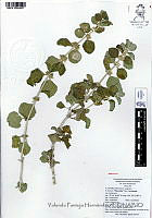 YPH2080 Marrubium vulgare.jpg