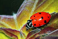 CCGC0004 Hippodamia convergens.jpg