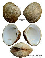 KT014 0226 Chione undatella.JPG