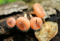 CAHO01 Cookeina tricholoma.jpg