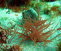 AH04 Agardhiella subulata.jpg