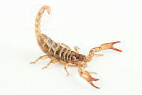 MASM07709 Diplocentrus sp..jpg