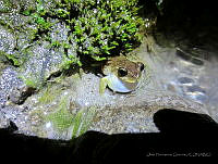 OHO004 Plectrohyla matudai.jpg