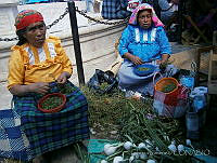 CJ0004 Crotalaria pumila.jpg