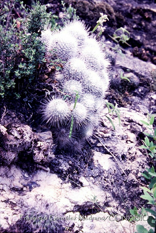 FGM2515%20Mammillaria%20geminispina.JPG.hiits771MWvDDytjQA3g0JtbmFja29CbnFuZ3NAbXJ6LGtwZwA.GOldix3EDw