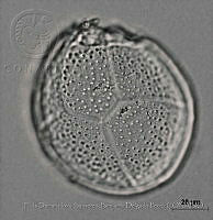 EDISyBDP015 Ostreopsis marinus.jpg