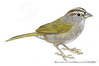 MAPM1296 Arremonops rufivirgatus.jpg