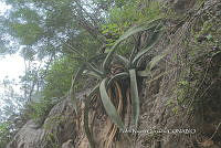 PNQ 0037 Agave difformis.jpg