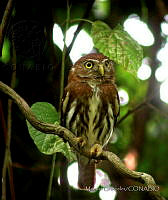 MGaves 3053 Glaucidium brasilianum.jpg