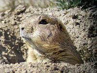 TMRP0009 Cynomys mexicanus.jpg