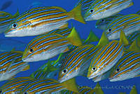 CCK0287 Lutjanus viridis.jpg