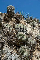 LR05 Aztekium hintonii.jpg