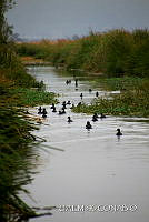 3R 01405 Anas sp..jpg