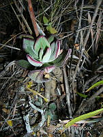 IRR 0394 Echeveria.jpg