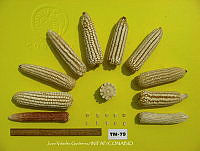 TampJVG157 Zea mays.jpg