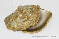 MASM05122 Pinctada mazatlanica.jpg