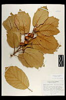 101805 Quercus mcvaughii.jpg
