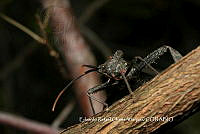 ERCV008 Acanthocephala alata.JPG