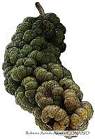 RAA0611 Phytolacca dioica.jpg