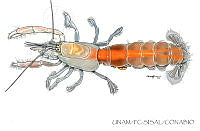 UNAM_FC-SISAL-0096 Neocallichirus cacahuate.jpg