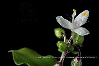 Zoqui 0304 Callisia grandulosa.jpg