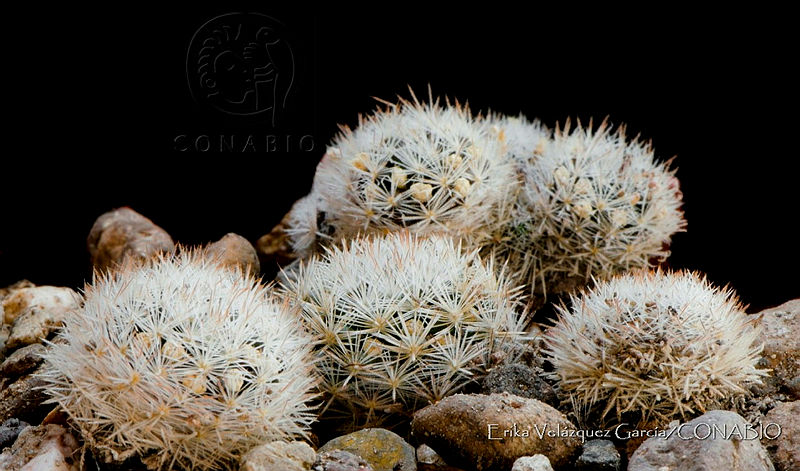 EVG016%20Mammillaria%20laui%20ssp.%20dasyacantha.jpg.nyfE8vD0MY1h3ddhQA3g0JtbmFja29CbnFuZ3NAbXJ6LGtwZwA.yaNa6SLqOp