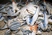 DK1045 Callinectes sp..jpg