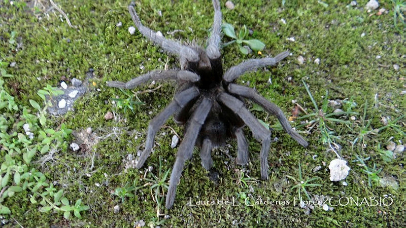 LCF0211%20Hemirrhagus%20chilango.jpg.jSfCgKf MRGhQflhQA3g0JtbmFja29CbnFuZ3NAbXJ6LGtwZwA.9L gbCmfgf