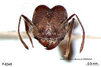 ME006 Hormi 0315 Pheidole susannae.jpg